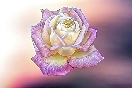 roses for holidays and giftの写真素材