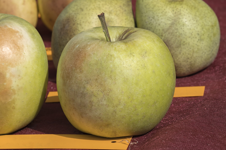 sweet fresh appleの写真素材