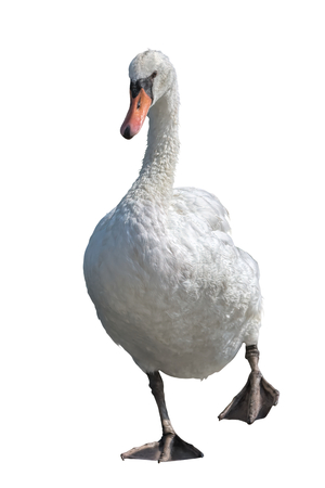 isolated swan on backgroundの写真素材