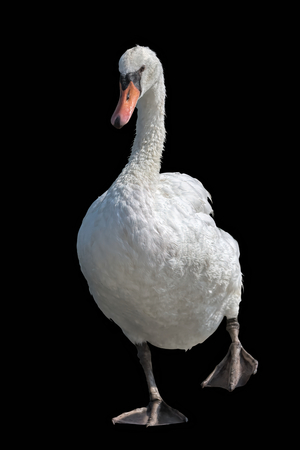 cute swan on backgroundの写真素材