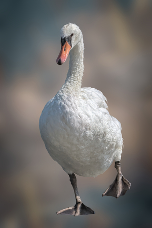 cute swan on backgroundの写真素材