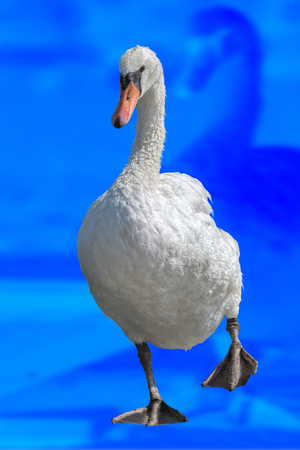 cute swan on backgroundの写真素材