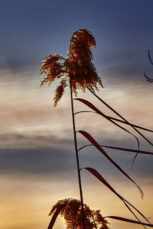 reed on cloudy sunset skyの写真素材
