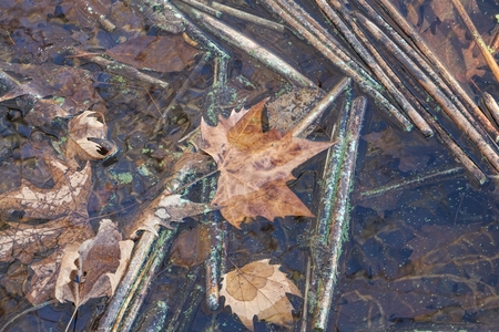 autumn leaf on waterの写真素材
