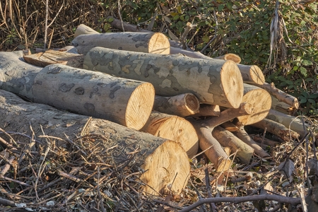 tree trunk cutting in the forestの写真素材