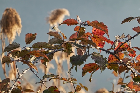 autumn leaf on treeの写真素材