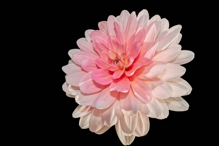 isolated pink dahlia on blackの写真素材