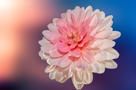 pink dahlia on bokehの写真素材