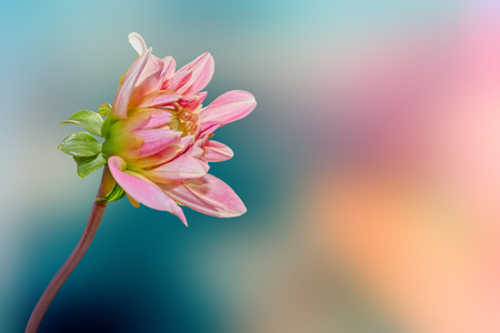 pink dahlia on bokehの写真素材