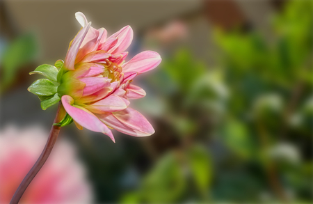 pink dahlia on bokehの写真素材