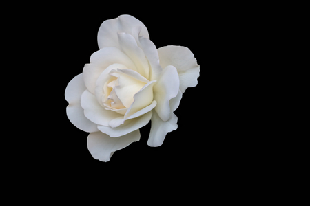 roses for holidays and giftの写真素材