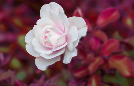 roses for holidays and giftの写真素材