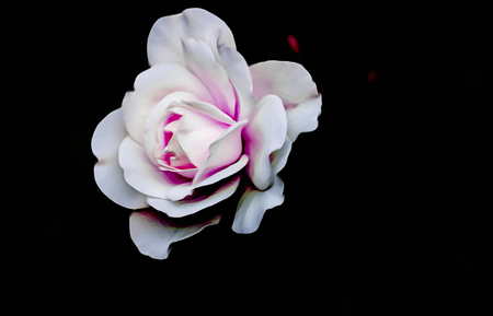 roses for holidays and giftの写真素材