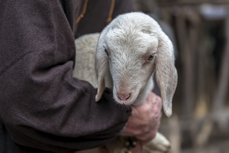 lamb with sheperdの写真素材