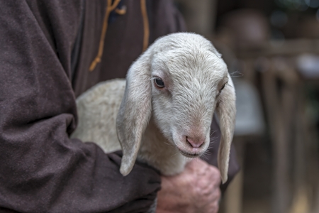 lamb with sheperdの写真素材