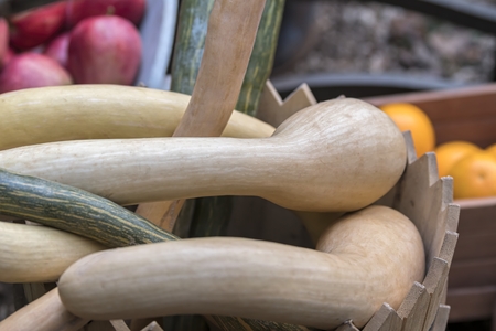 pumpkin in the farmの写真素材