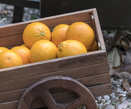 ripe orange in the farmの写真素材