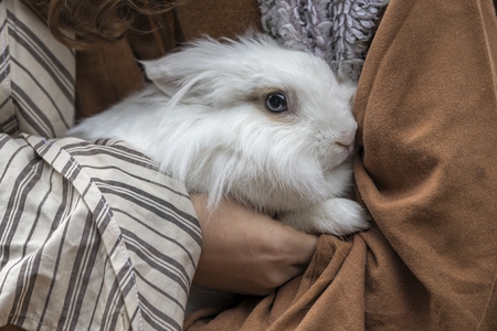 cute white domestic rabbitの写真素材