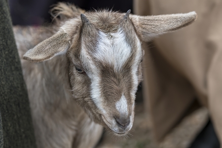 goat in the farmの写真素材