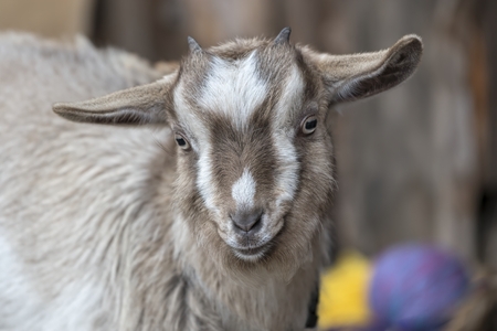 goat in the farmの写真素材