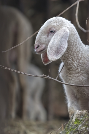 lamb in the farmの写真素材