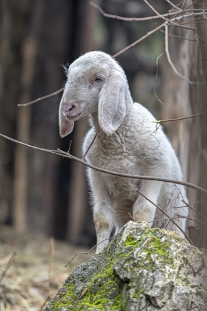 lamb in the farmの写真素材