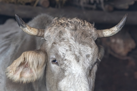 cow in the farmの写真素材