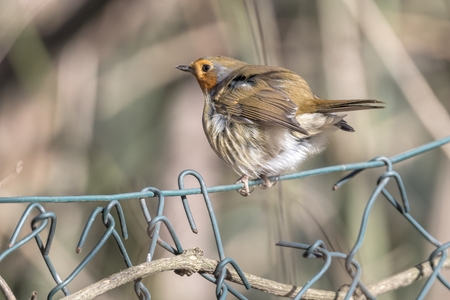 robin bird erithacus rubecula at parkの写真素材