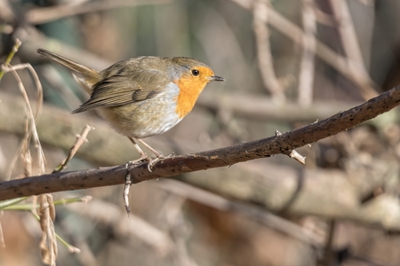robin bird erithacus rubecula at parkの写真素材