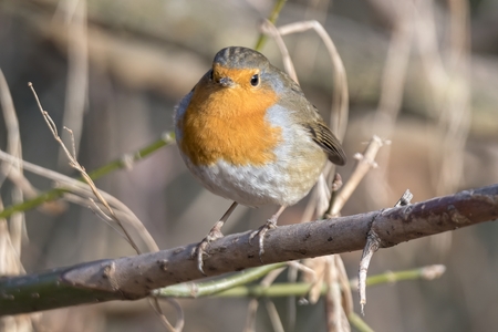 robin bird erithacus rubecula at parkの写真素材