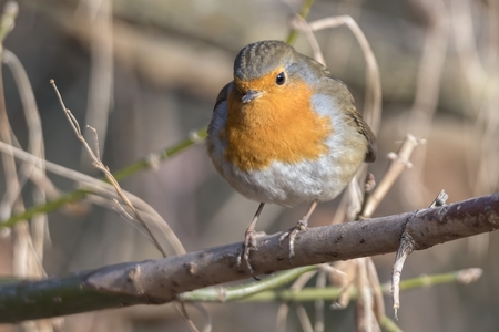 robin bird erithacus rubecula at parkの写真素材