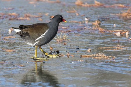 moorhen duck walking on iced pondの写真素材