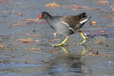 moorhen duck walking on iced pondの写真素材