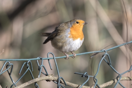 robin bird erithacus rubecula at parkの写真素材