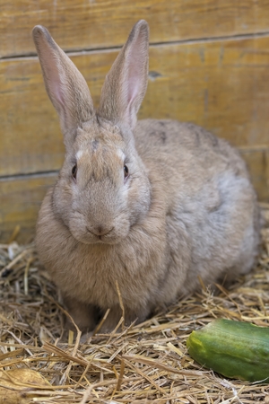 cute rabbit in the farmの写真素材
