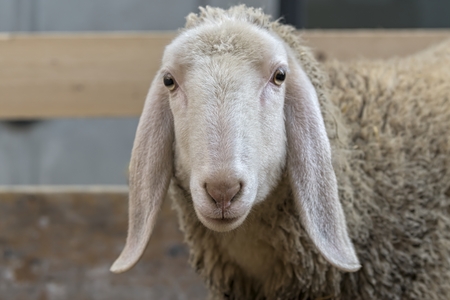sheep in the farmの写真素材
