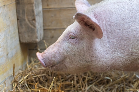pig in the farmの写真素材