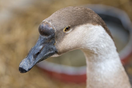 goose in the farmの写真素材
