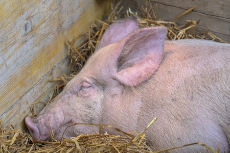 pig in the farmの写真素材
