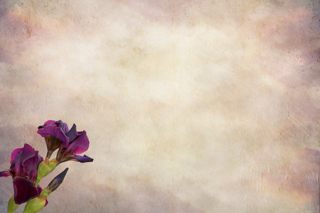 iris gladiolus on textured backgroundの写真素材