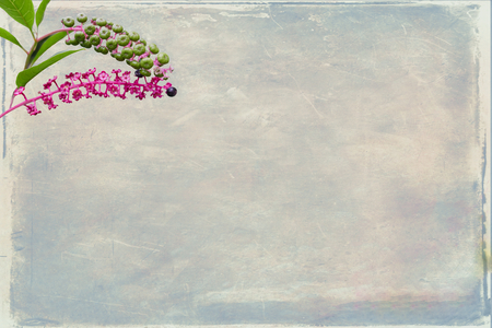 Phytolacca flower arborea turkish grapes on backgroundの写真素材