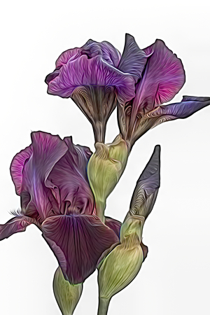 iris gladiolus in bloom in the gardenの写真素材