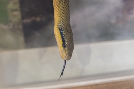 orthriophis taeniurus friesei, tabby snakeの写真素材