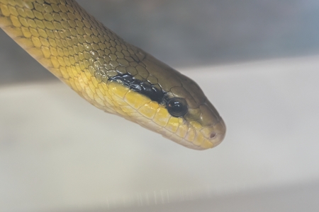 orthriophis taeniurus friesei, tabby snakeの写真素材