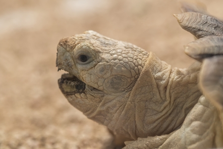 geochelone sulcata big tortoiseの写真素材