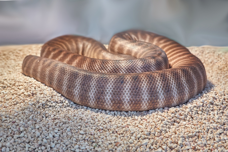 a dangerous poisonous snakeの写真素材