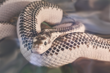 a dangerous poisonous snakeの写真素材