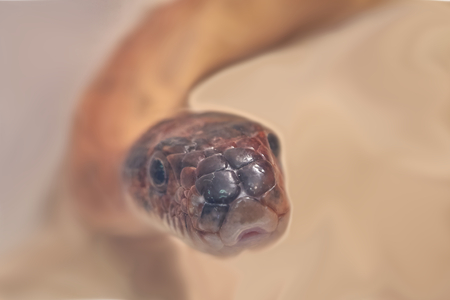 a dangerous poisonous snakeの写真素材