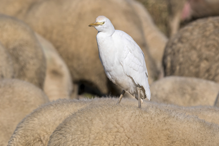 little egret on the sheep's rumpの写真素材