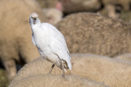 little egret on the sheep's rumpの写真素材